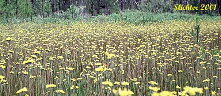 Common Hawkweed, English Hawkweed, European Hawkweed, Lachenal's Hawkweed, Slender Hawkweed: Hieracium lachenalii (Synonym: Hieracium vulgatum)