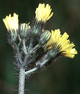 Inflorescence of Common Hawkweed, English Hawkweed, European Hawkweed, Lachenal's Hawkweed, Slender Hawkweed: Hieracium lachenalii (Synonym: Hieracium vulgatum)