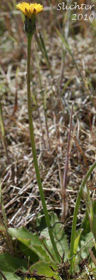 False Dandelion, Smooth Cat's-ear: Hypochaeris glabra