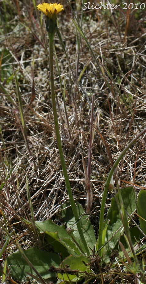 False Dandelion, Smooth Cat's-ear: Hypochaeris glabra