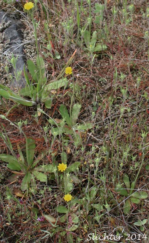 False Dandelion, Smooth Cat's-ear: Hypochaeris glabra