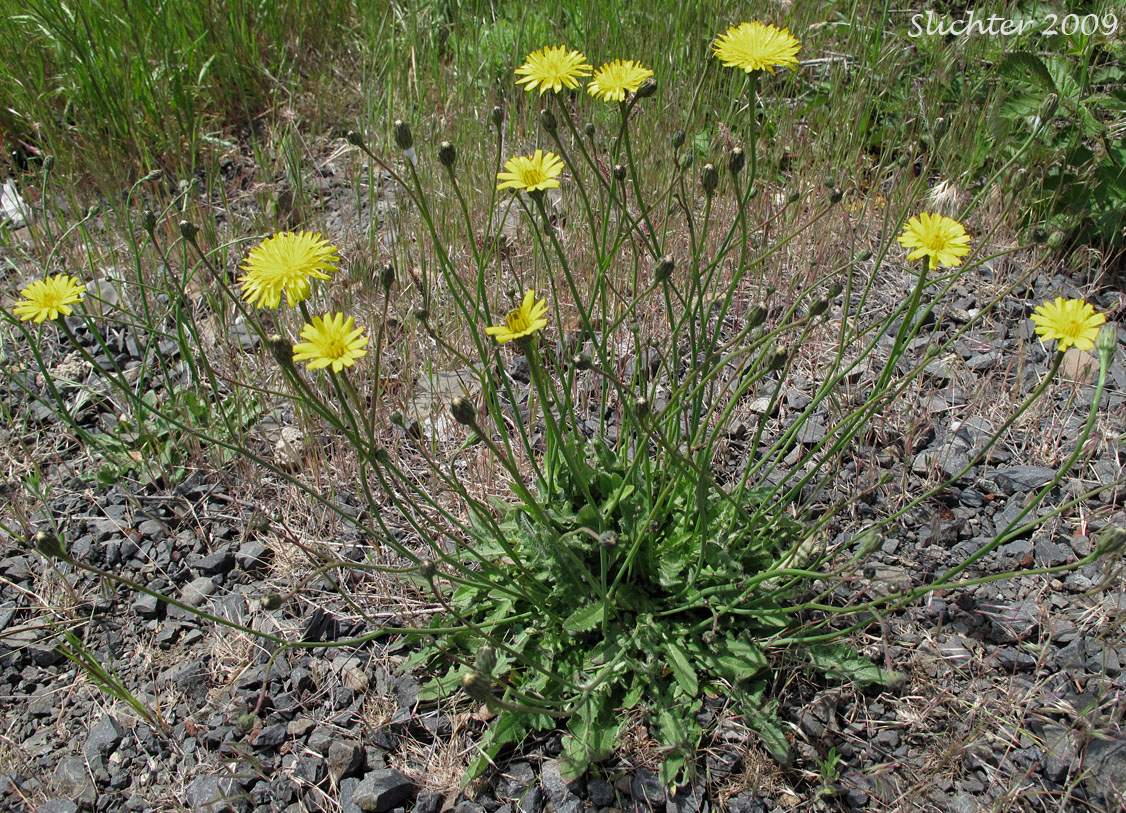 Hairy Cat's-ear, False Dandelion, Rough Cat's-ear: Hypochaeris radicata