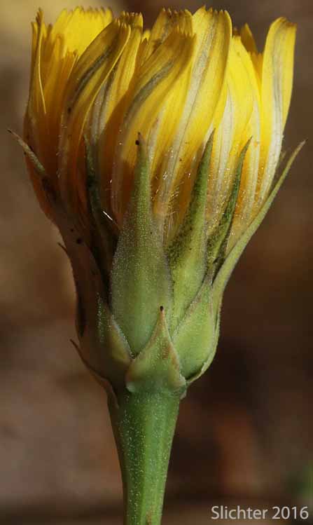 Involucral bracts of Cutleaf Microseris, Cut-leaf Microseris, Cut-leaf Silverpuffs, Cut-leaved Scorzonella: Microseris lacinata ssp. laciniata (Synonyms: Scorzonella laciniata, Scorzonella laciniata var. laciniata, Scorzonella laciniata var. pratensis, Scorzonella procera)