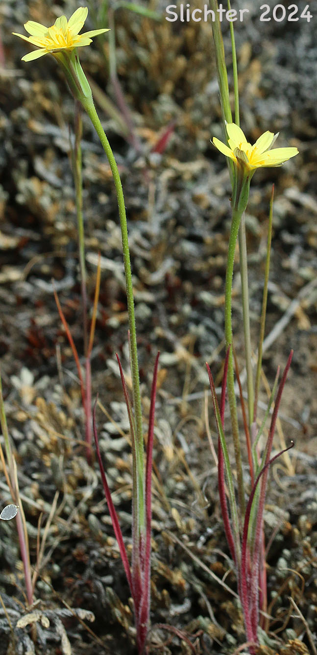 Lindley's Annual Microseris, Lindley's Silverpuffs, Linearleaf Microseris, Silver puffs: Uropappus lindleyi (Synonyms: Microseris lindleyi, Microseris linearifolia, Uropappus linearifolius)