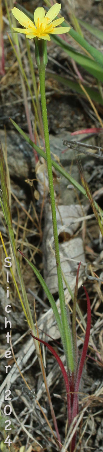 Lindley's Annual Microseris, Lindley's Silverpuffs, Linearleaf Microseris, Silver puffs: Uropappus lindleyi (Synonyms: Microseris lindleyi, Microseris linearifolia, Uropappus linearifolius)