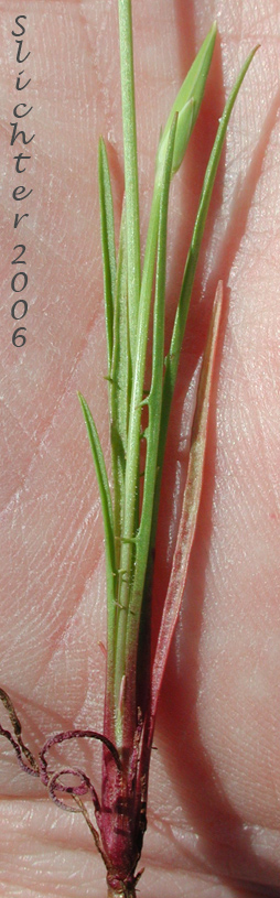 Lindley's Annual Microseris, Lindley's Silverpuffs, Linearleaf Microseris, Silver puffs: Uropappus lindleyi (Synonyms: Microseris lindleyi, Microseris linearifolia, Uropappus linearifolius)