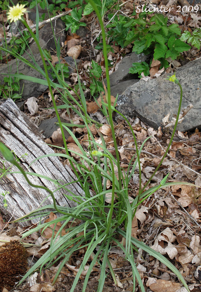 Lindley's Annual Microseris, Lindley's Silverpuffs, Linearleaf Microseris, Silver puffs: Uropappus lindleyi (Synonyms: Microseris lindleyi, Microseris linearifolia, Uropappus linearifolius)