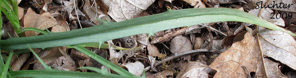 Basal leaf of Lindley's Annual Microseris, Lindley's Silverpuffs, Linearleaf Microseris, Silver puffs: Uropappus lindleyi (Synonyms: Microseris lindleyi, Microseris linearifolia, Uropappus linearifolius)