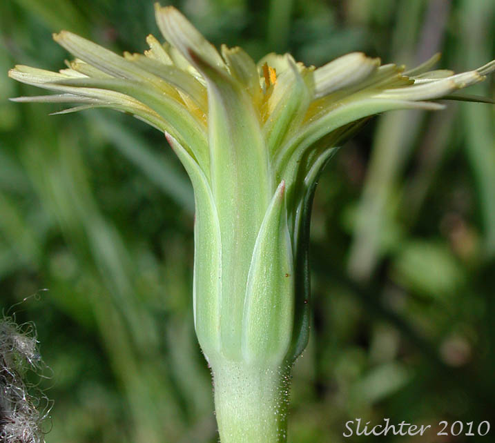 Involucral bracts of Lindley's Annual Microseris, Lindley's Silverpuffs, Linearleaf Microseris, Silver puffs: Uropappus lindleyi (Synonyms: Microseris lindleyi, Microseris linearifolia, Uropappus linearifolius)