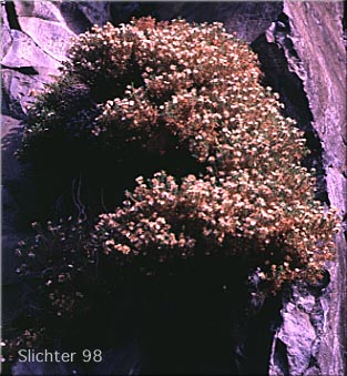 Columbian Goldenbush, Columbia Goldenweed, Columbian Heath Goldenrod, Gnarled Goldenweed: Ericameria resinosa (Synonym: Haplopappus resinosus)