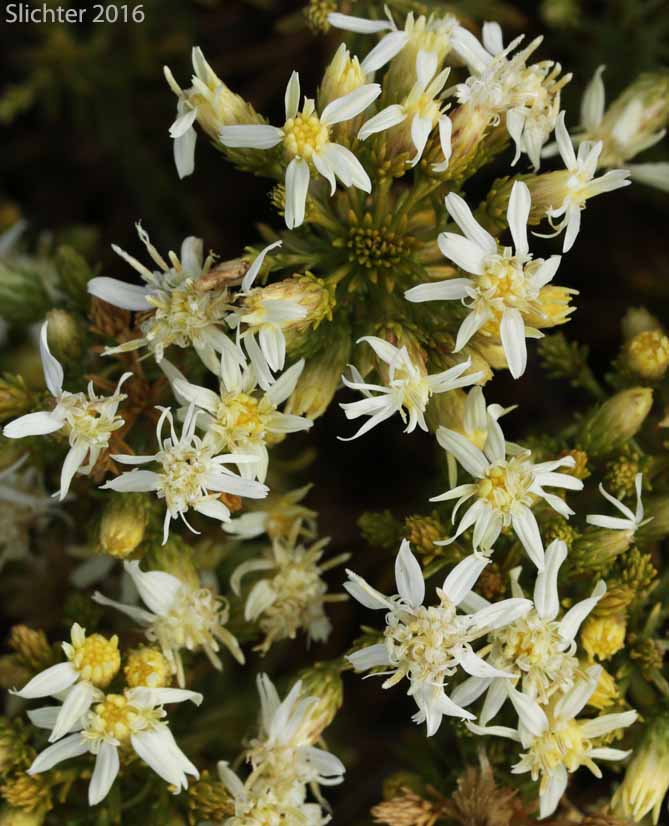 Columbian Goldenbush, Columbia Goldenweed, Columbian Heath Goldenrod, Gnarled Goldenweed: Ericameria resinosa (Synonym: Haplopappus resinosus)