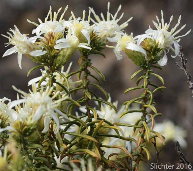 Columbian Goldenbush, Columbia Goldenweed, Columbian Heath Goldenrod, Gnarled Goldenweed: Ericameria resinosa (Synonym: Haplopappus resinosus)