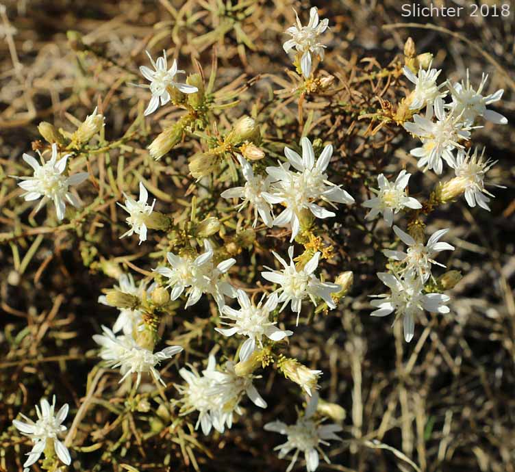 Columbian Goldenbush, Columbia Goldenweed, Columbian Heath Goldenrod, Gnarled Goldenweed: Ericameria resinosa (Synonym: Haplopappus resinosus)