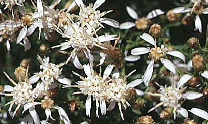 Columbian Goldenbush, Columbia Goldenweed, Columbian Heath Goldenrod, Gnarled Goldenweed: Ericameria resinosa (Synonym: Haplopappus resinosus)