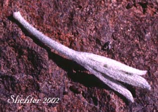 Leaf of Scabland Sagebrush, Stiff Sagebrush: Artemisia rigida