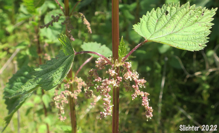 American Stinging Nettle, Northwest Nettle, Stinging Nettles: Urtica dioica ssp. gracilis (Synonyms: Urtica dioica var. angustifolia, Urtica dioica var. californica, Urtica dioica var. gracilis, Urtica dioica var. lyallii, Urtica dioica var. procera, Urtica gracilis, Urtica lyallii)