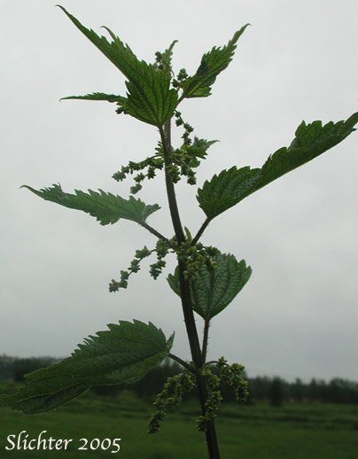 American Stinging Nettle, Northwest Nettle, Stinging Nettles: Urtica dioica ssp. gracilis (Synonyms: Urtica dioica var. angustifolia, Urtica dioica var. californica, Urtica dioica var. gracilis, Urtica dioica var. lyallii, Urtica dioica var. procera, Urtica gracilis, Urtica lyallii)