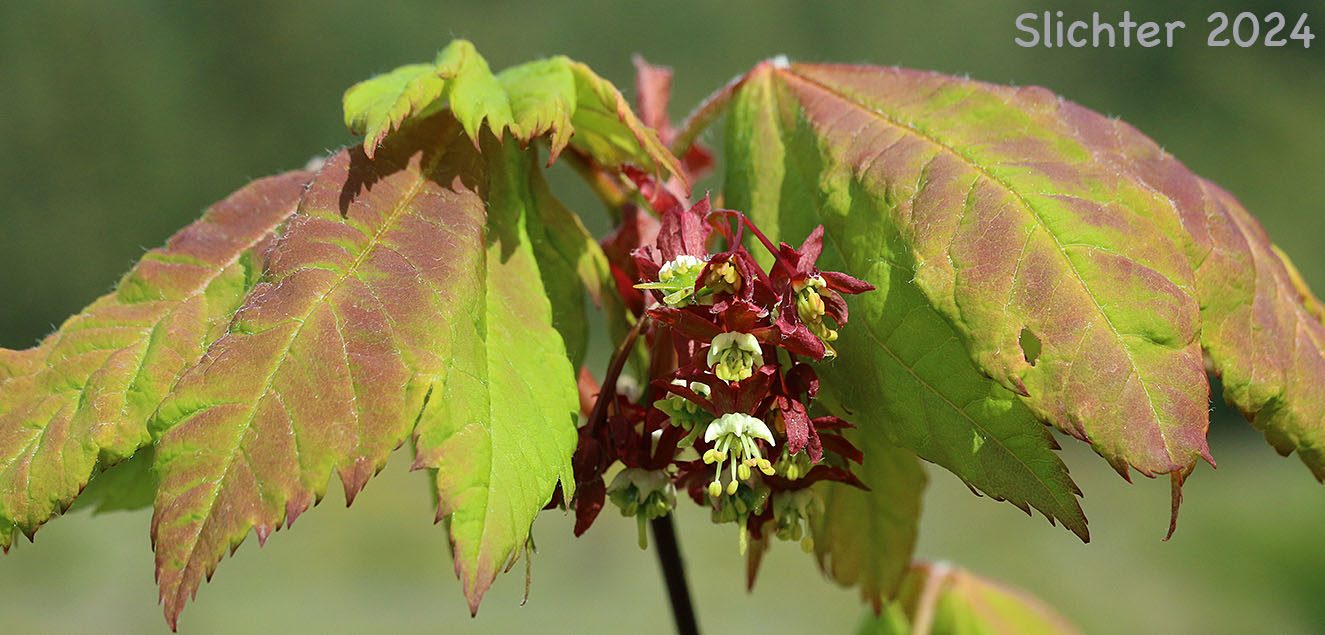 Vine Maple: Acer circinatum