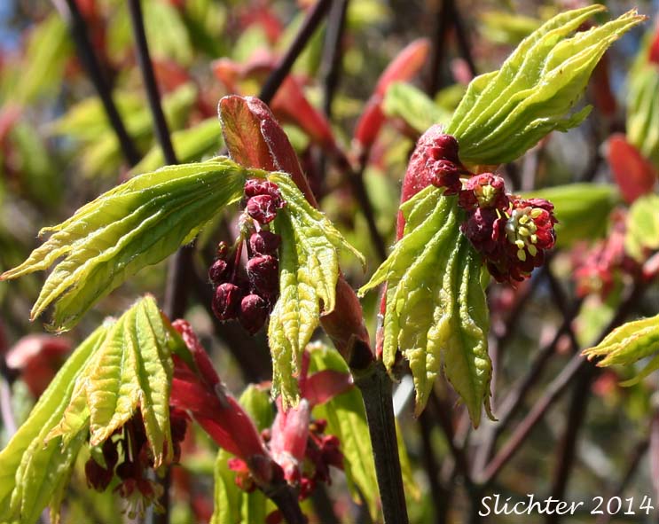 Flowers and new leaves of Vine Maple: Acer circinatum