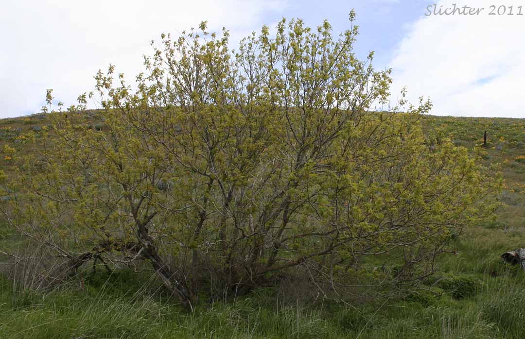 Box Elder: Acer negundo (Synonyms: Acer negundo ssp. californicum, Acer negundo var. californicum, Acer negundo var. negundo, Acer negundo var. variegatum, Negundo aceroides, Negundo californicum, Negundo negundo)