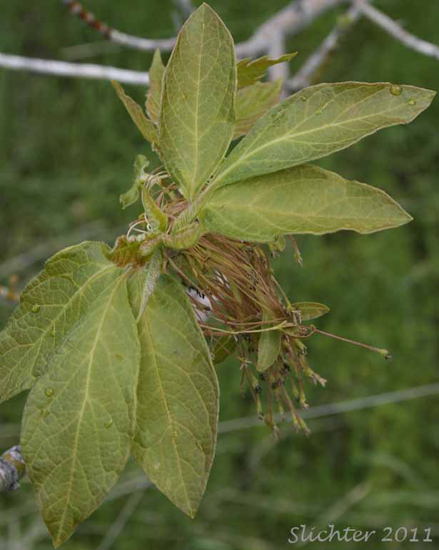 Leaves and flowers of Box Elder: Acer negundo (Synonyms: Acer negundo ssp. californicum, Acer negundo var. californicum, Acer negundo var. negundo, Acer negundo var. variegatum, Negundo aceroides, Negundo californicum, Negundo negundo)