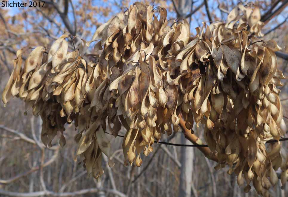 Tree-of-heaven: Ailanthus altissima (Synonym: Ailanthus glandulosa)