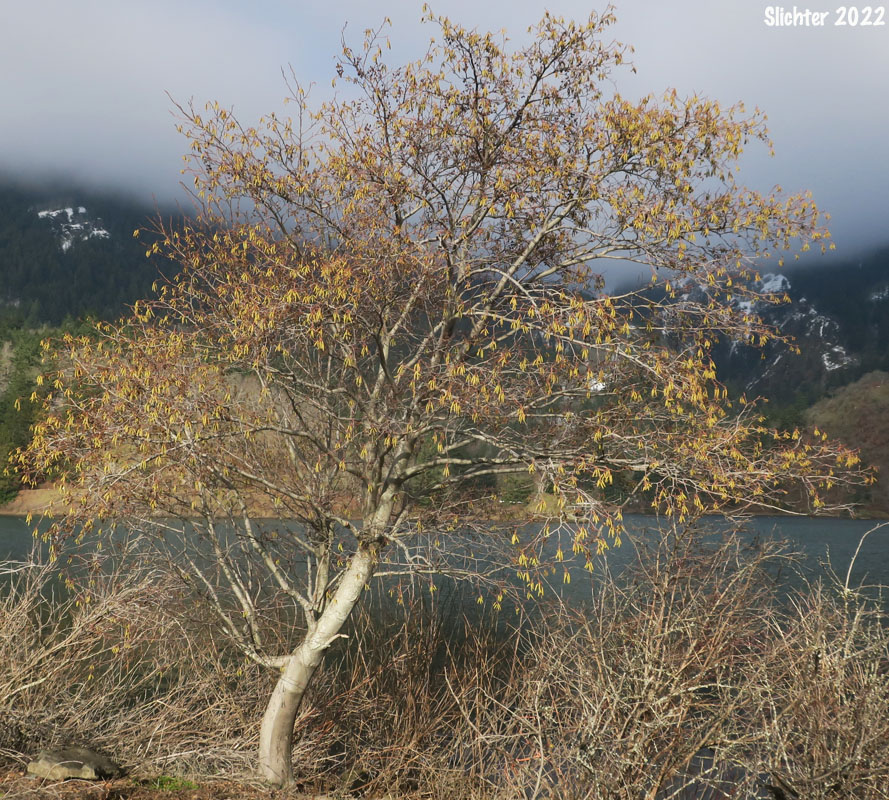 Gray Alder, Mountain Alder, Thinleaf Alder: Alnus incana ssp. tenuifolia (Synonyms: Alnus incana var. occidentalis, Alnus rugosa, Alnus tenuifolia)