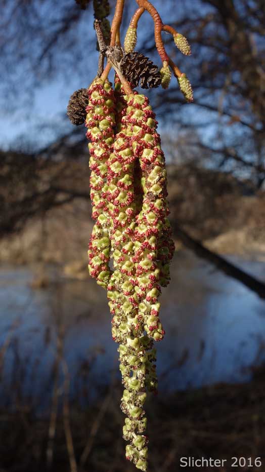 Gray Alder, Mountain Alder, Thinleaf Alder: Alnus incana ssp. tenuifolia (Synonyms: Alnus incana var. occidentalis, Alnus rugosa, Alnus tenuifolia)