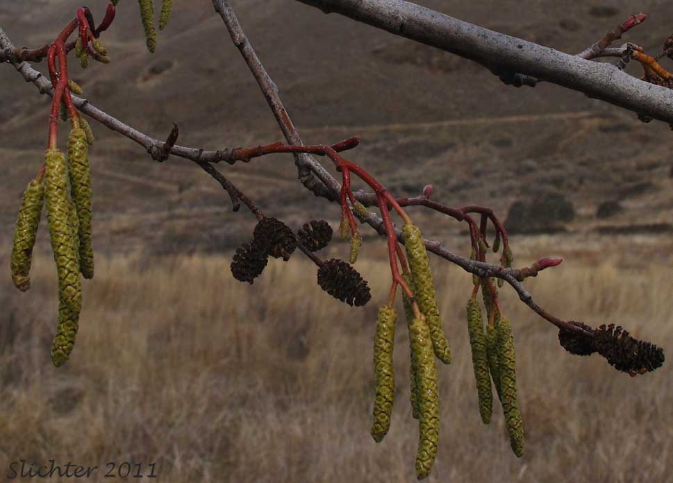 California Alder, White Alder: Alnus rhombifolia (Synonym: Alnus rhombifolia var. bernardina)
