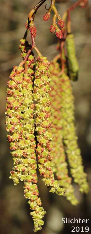Male catkings of California Alder, White Alder: Alnus rhombifolia (Synonym: Alnus rhombifolia var. bernardina)