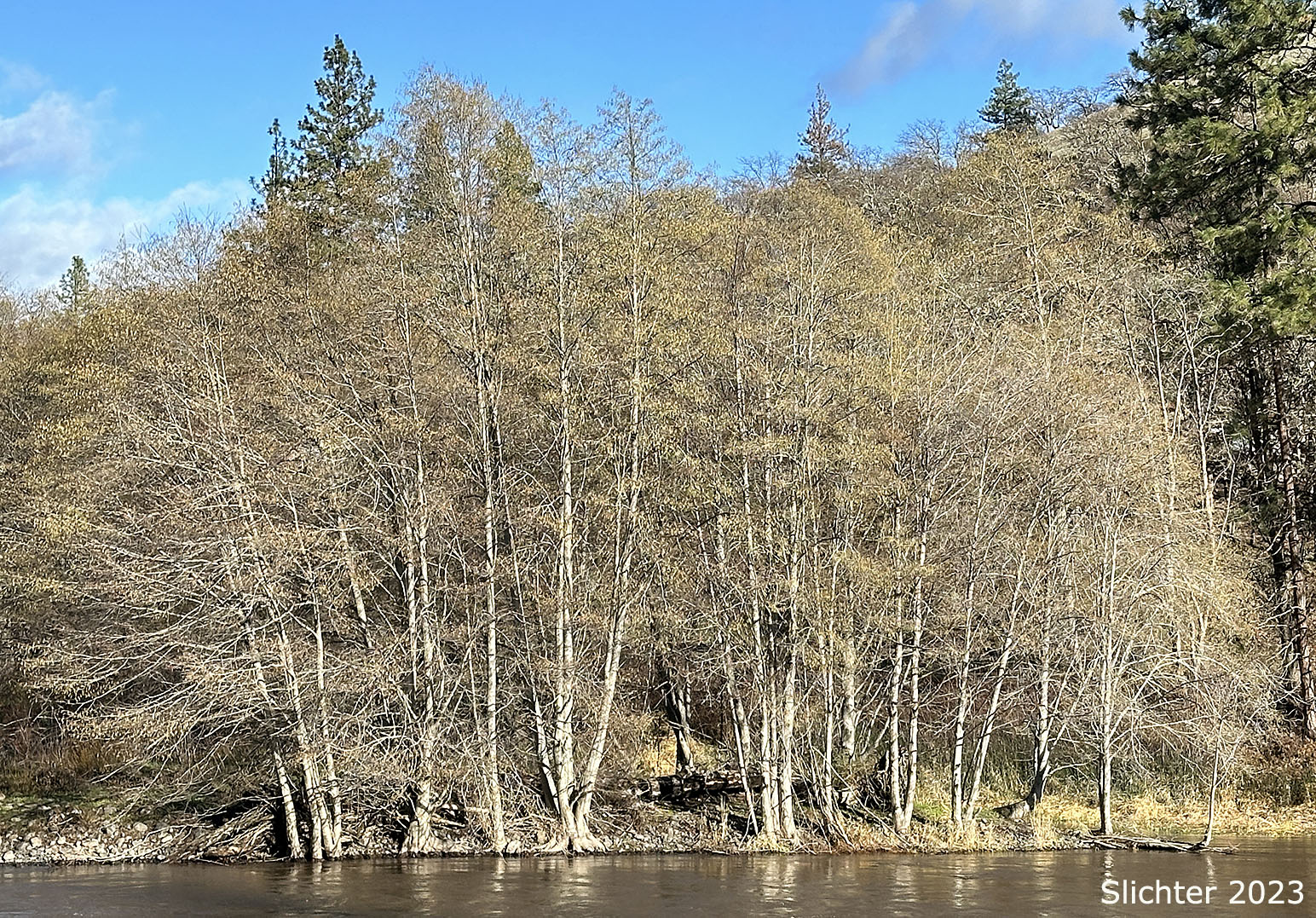 California Alder, White Alder: Alnus rhombifolia (Synonym: Alnus rhombifolia var. bernardina)