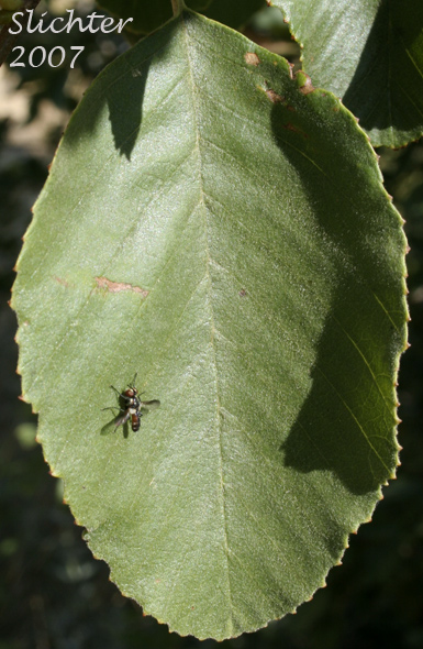 Dorsal leaf surface of California Alder, White Alder: Alnus rhombifolia (Synonym: Alnus rhombifolia var. bernardina)
