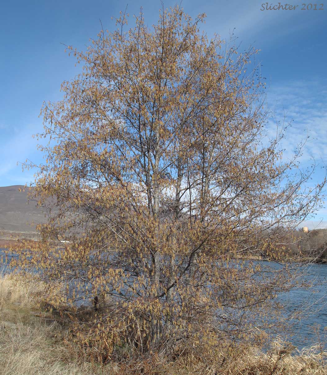 California Alder, White Alder: Alnus rhombifolia (Synonym: Alnus rhombifolia var. bernardina)