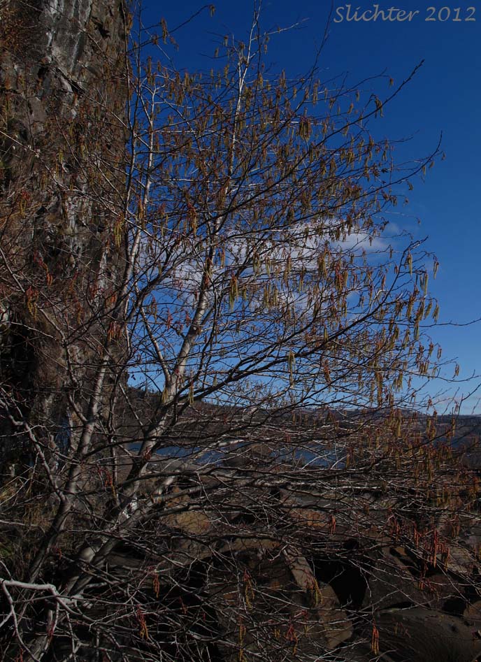 California Alder, White Alder: Alnus rhombifolia (Synonym: Alnus rhombifolia var. bernardina)