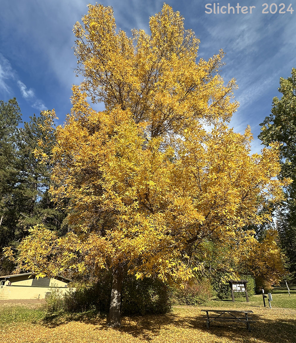 Fall foliage of Oregon Ash: Fraxinus latifolia (Synonyms: Fraxinus americana ssp. oregona, Fraxinus oregona, Fraxinus oregona var. latifolia)