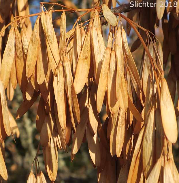 Winged seeds of Oregon Ash: Fraxinus latifolia (Synonyms: Fraxinus americana ssp. oregona, Fraxinus oregona, Fraxinus oregona var. latifolia)