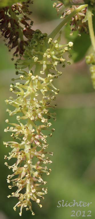 Inflorescence of White Mulberry: Morus alba (Synonyms: Morus alba var. multicaulis, Morus alba var. tartarica, Morus tatarica)