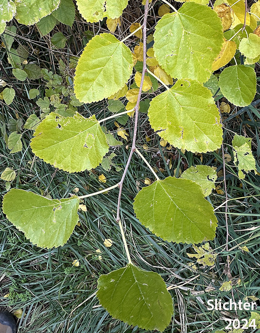 Leaf of White Mulberry: Morus alba (Synonyms: Morus alba var. multicaulis, Morus alba var. tartarica, Morus tatarica)