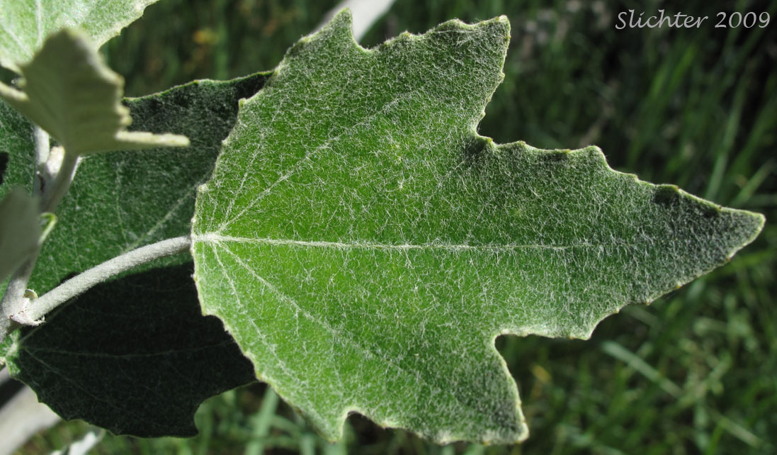 Dorsal leaf surface of White Poplar: Populus alba (Synonyms: Populus alba var. bolleana, Populus alba var. pyramidalis)