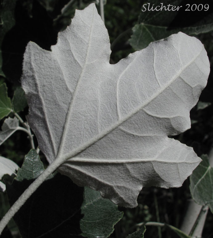 Ventral leaf surface of White Poplar: Populus alba (Synonyms: Populus alba var. bolleana, Populus alba var. pyramidalis)