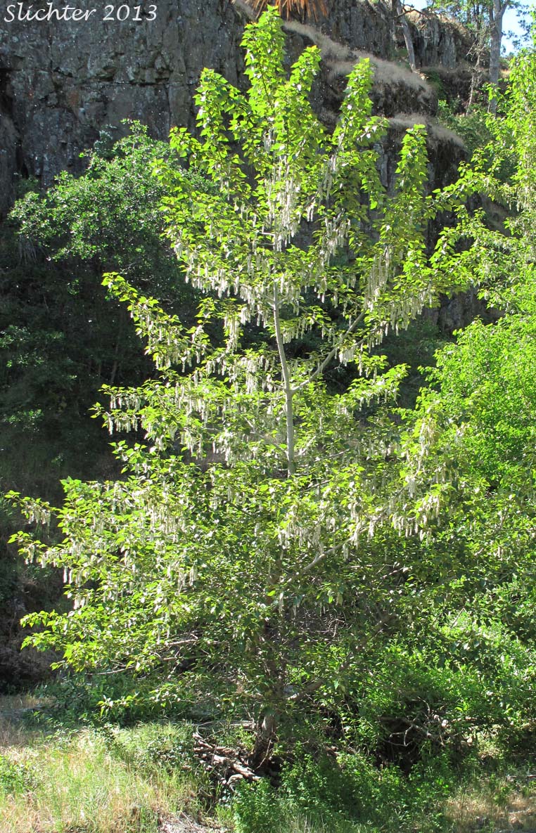 Balsam Poplar, Black Cottonwood: Populus trichocarpa (Synonyms: Populus balsamifera, Populus balsamifera ssp. trichocarpa)