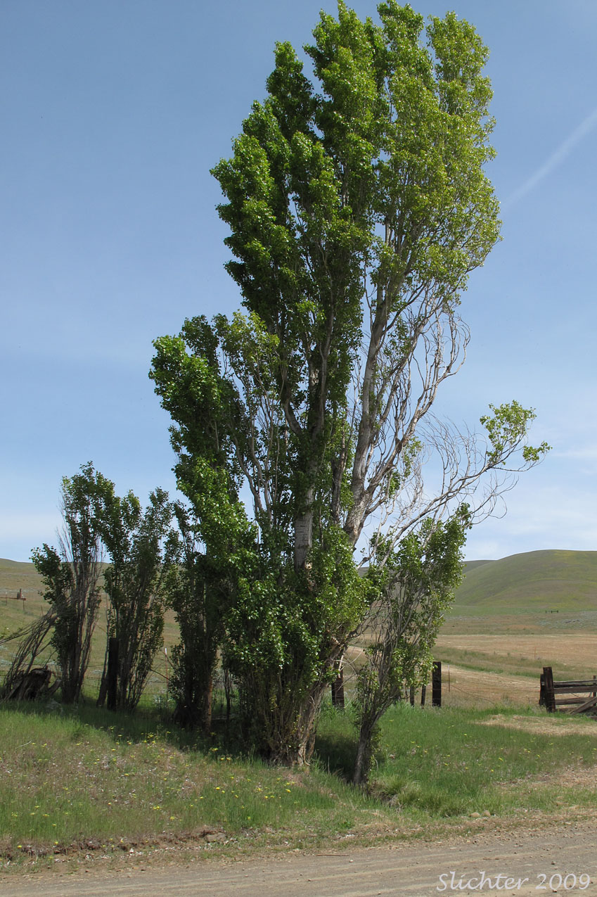 Black Poplar, Lombardy Poplar: Populus nigra (Synonyms: Populus dilatata, Populus italica, Populus nigra var. italica)