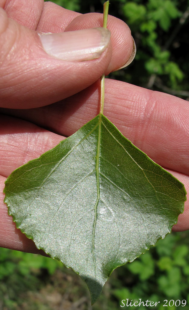 Leaf of Black Poplar, Lombardy Poplar: Populus nigra (Synonyms: Populus dilatata, Populus italica, Populus nigra var. italica)