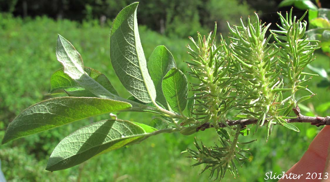 Bebb's Willow, Gray Willow Long-beak Willow: Salix bebbiana (Synonyms: Salix bebbiana var. capreifolia, Salix bebbiana var. depilis, Salix bebbiana var. luxurians, Salix bebbiana var. perrostrata, Salix bebbiana var. projecta)