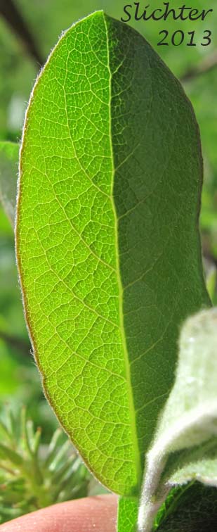 Upper leaf surface of Bebb's Willow, Gray Willow Long-beak Willow: Salix bebbiana (Synonyms: Salix bebbiana var. capreifolia, Salix bebbiana var. depilis, Salix bebbiana var. luxurians, Salix bebbiana var. perrostrata, Salix bebbiana var. projecta)