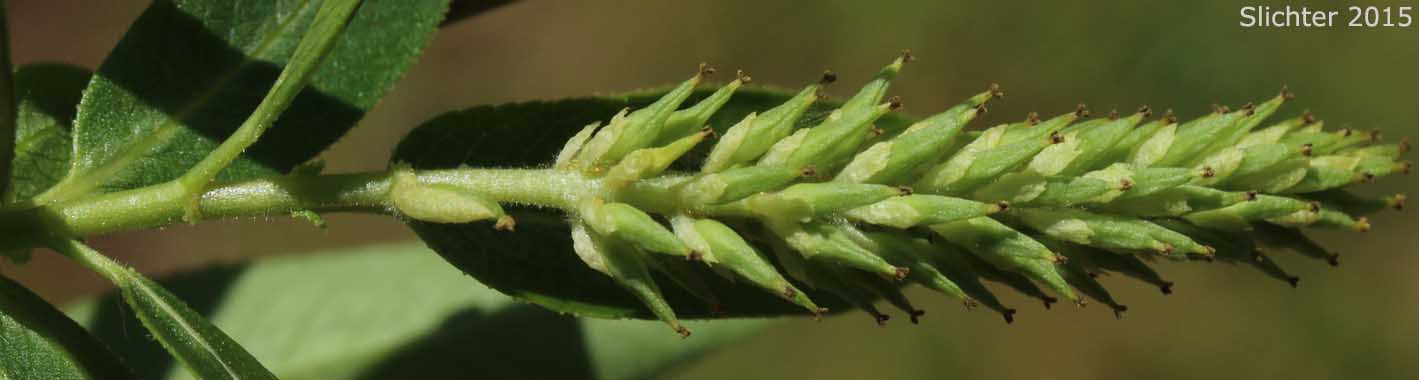Female catkin of Greenleaf Willow, Pacific Willow, Tall Leaf Willow, Whiplash Willow: Salix lasiandra var. caudata (Synonyms: Salix caudata, Salix caudata var. bryantiana, Salix caudata var. caudata, Salix caudata var. parvifolia, Salix lasiandra ssp. caudata, Salix lasiandra var. fendleriana, Salix lucida, Salix lucida ssp. caudata)