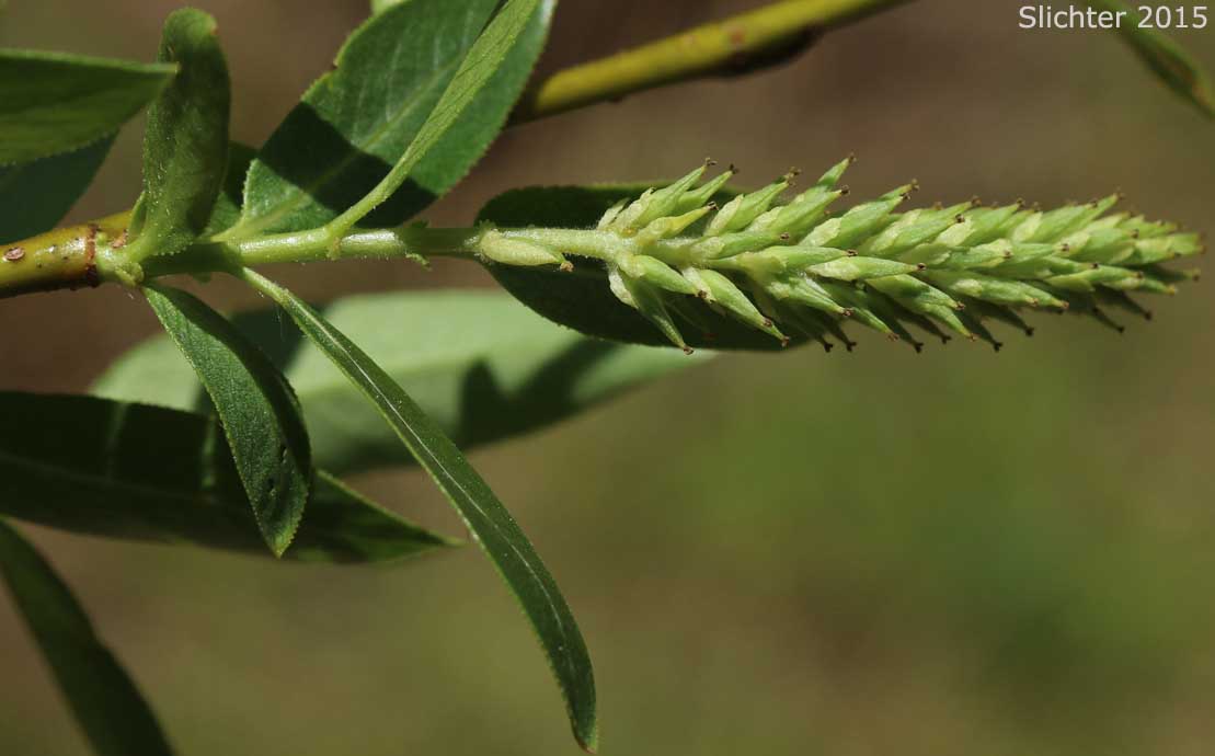 Leaves and female catkins of Greenleaf Willow, Pacific Willow, Tall Leaf Willow, Whiplash Willow: Salix lasiandra var. caudata (Synonyms: Salix caudata, Salix caudata var. bryantiana, Salix caudata var. caudata, Salix caudata var. parvifolia, Salix lasiandra ssp. caudata, Salix lasiandra var. fendleriana, Salix lucida, Salix lucida ssp. caudata)