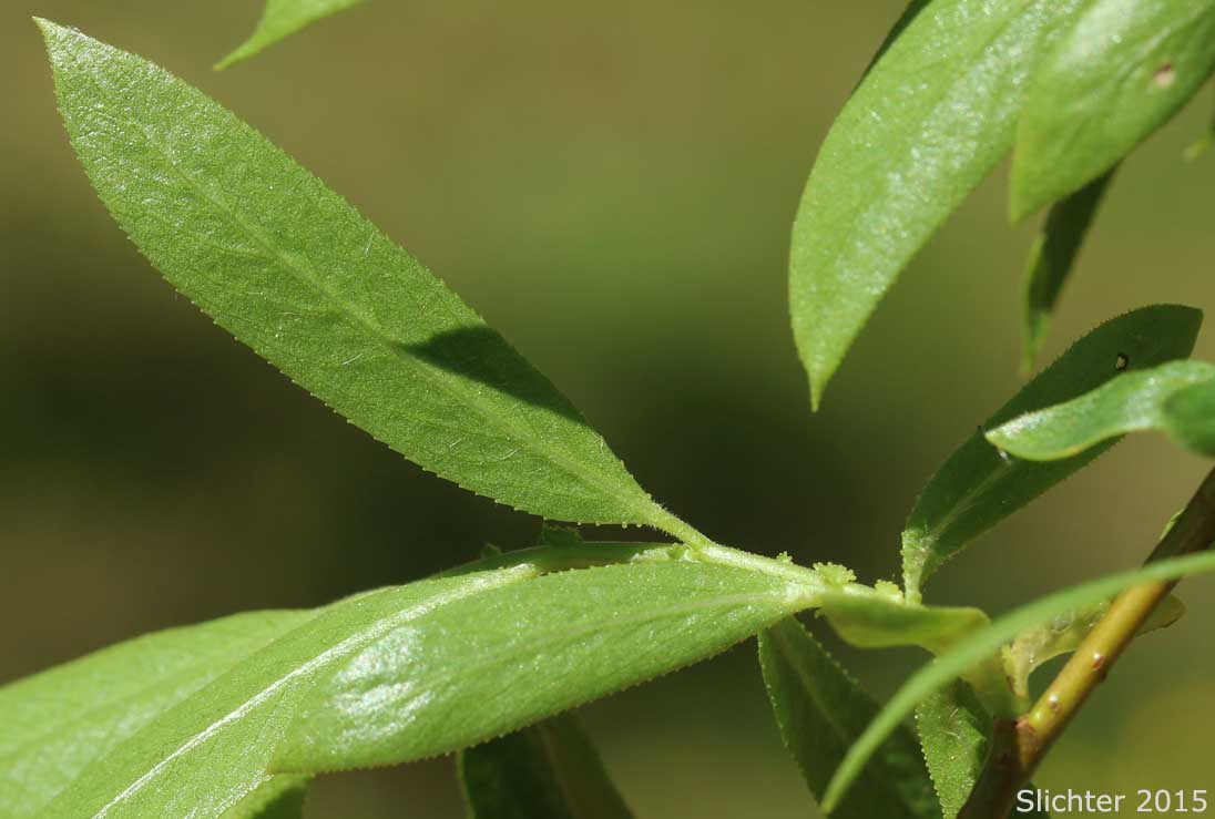 Leaves of Greenleaf Willow, Pacific Willow, Tall Leaf Willow, Whiplash Willow: Salix lasiandra var. caudata (Synonyms: Salix caudata, Salix caudata var. bryantiana, Salix caudata var. caudata, Salix caudata var. parvifolia, Salix lasiandra ssp. caudata, Salix lasiandra var. fendleriana, Salix lucida, Salix lucida ssp. caudata)