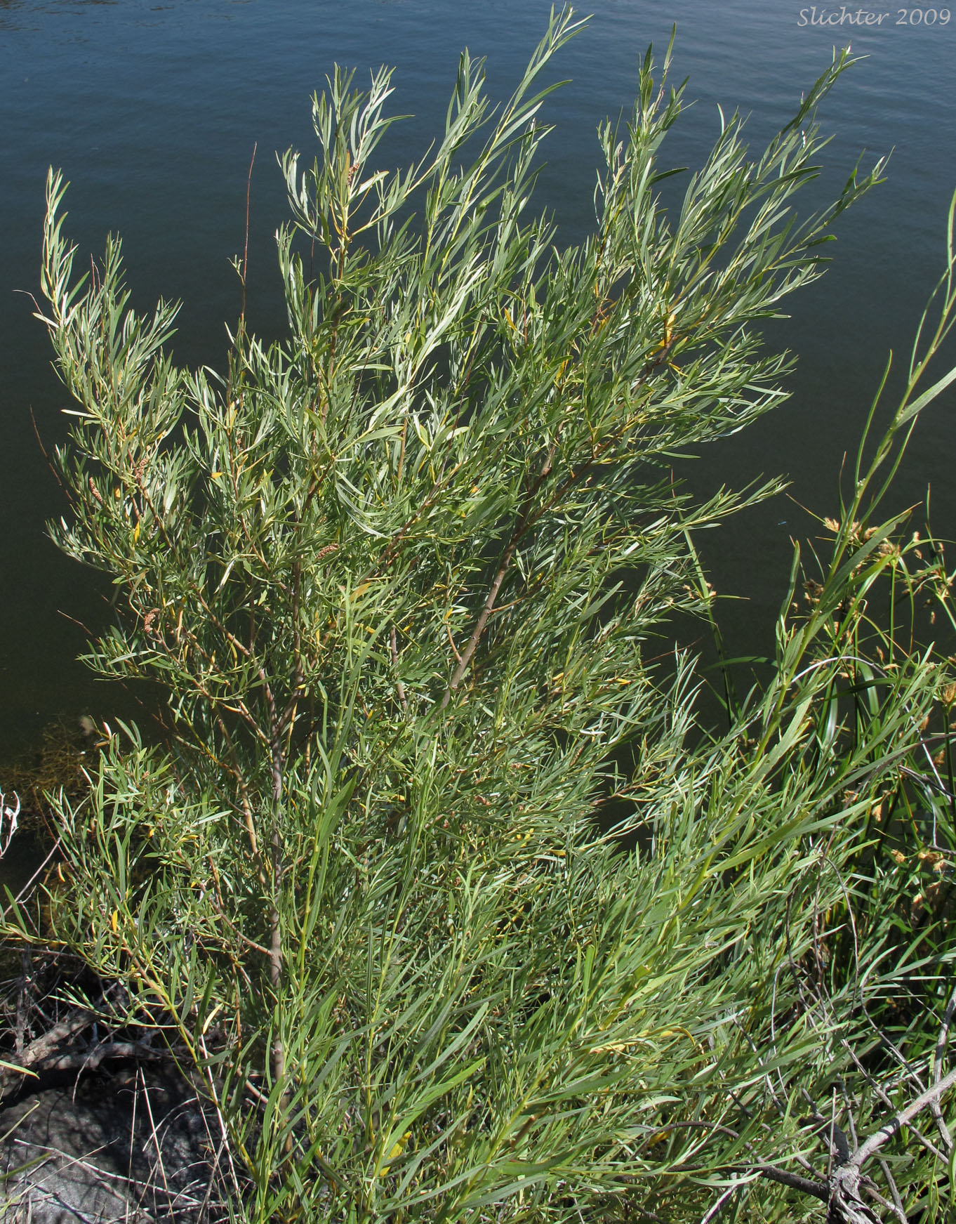 Columbia River Willow, Coyote Willow, Narrowleaf Willow: Salix exigua(Synonyms: Salix argophylla, Salix exigua var. angustissima, Salix exigua var. columbiana, Salix exigua var. exigua, Salix exigua var. hindsiana, Salix exigua var. luteosericea, Salix exigua var. nevadensis, Salix exigua var. stenophylla, Salix exigua var. virens, Salix parishiana)