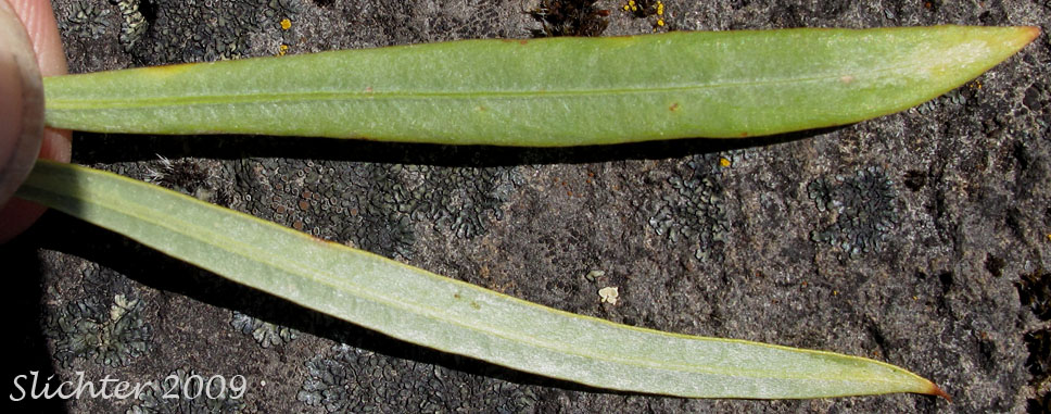 Dorsal and ventral leaf surfaces of Columbia River Willow, Coyote Willow, Narrowleaf Willow: Salix exigua(Synonyms: Salix argophylla, Salix exigua var. angustissima, Salix exigua var. columbiana, Salix exigua var. exigua, Salix exigua var. hindsiana, Salix exigua var. luteosericea, Salix exigua var. nevadensis, Salix exigua var. stenophylla, Salix exigua var. virens, Salix parishiana)